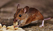 24 Hour & Emergency Exterminators in Wisc Rapids, WI